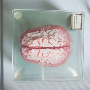 Think Geek Anatomic Brain Specimen glass Coasters (Set of 10)